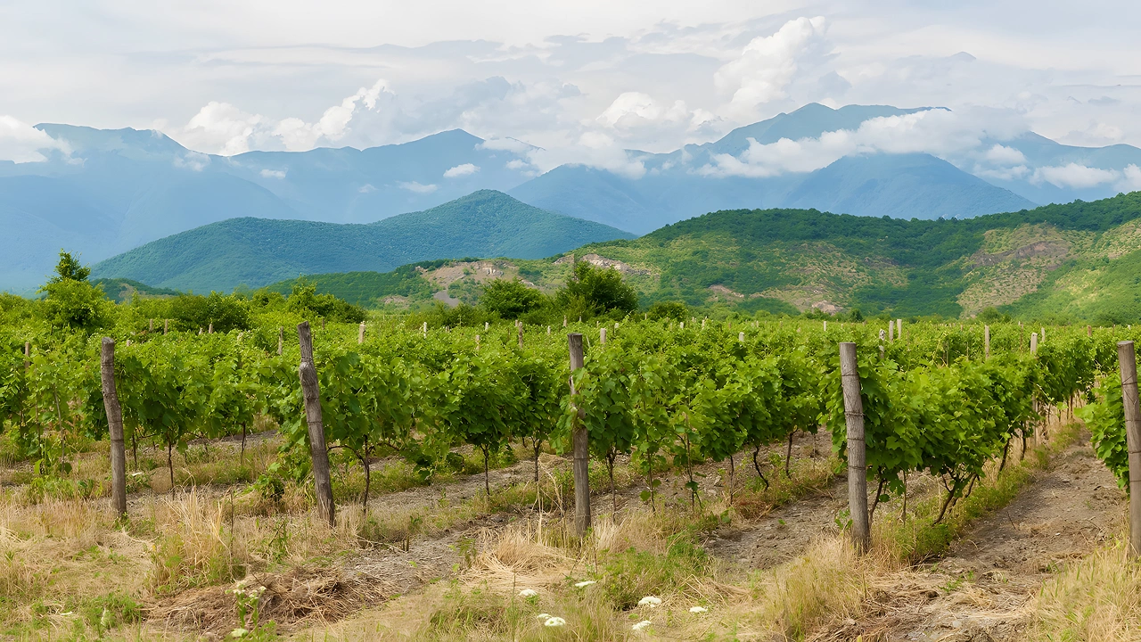Kakheti Vineyard and Hills