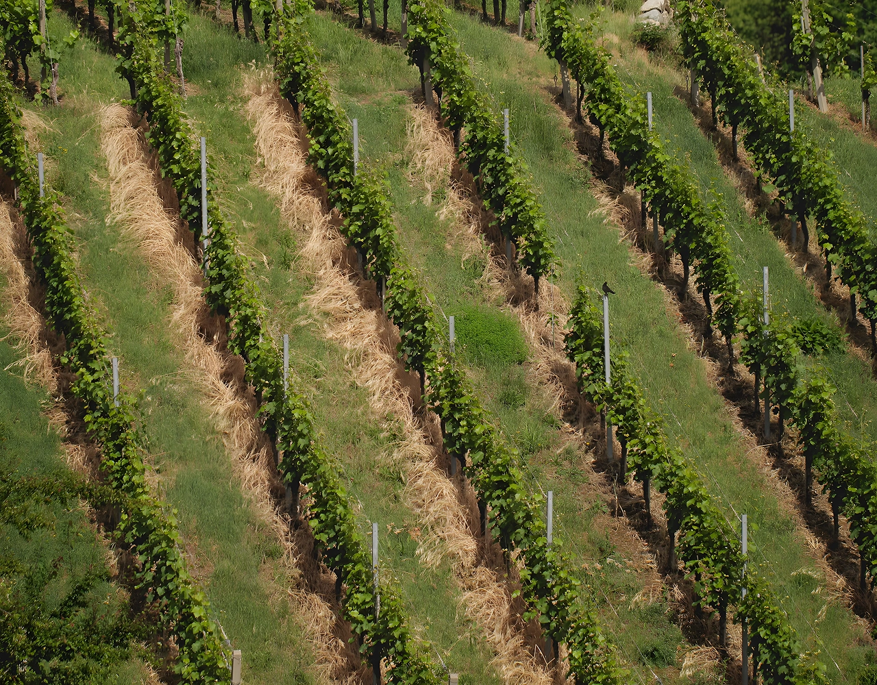 Vineyard in Kakheti